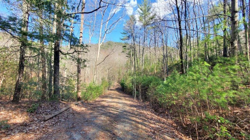 51+ AC Mountain Cove Way, Cherry Log, Georgia image 14