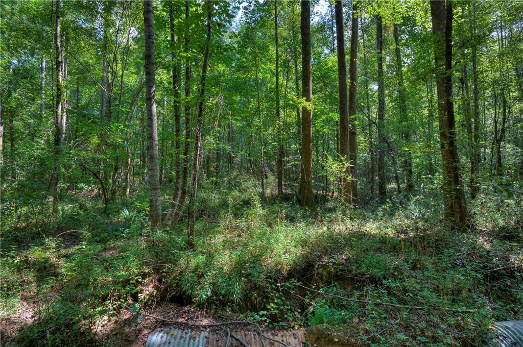 Randall Creek Drive, Canton, Georgia image 22