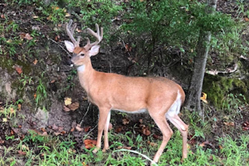 Glenridge Forest - Residential