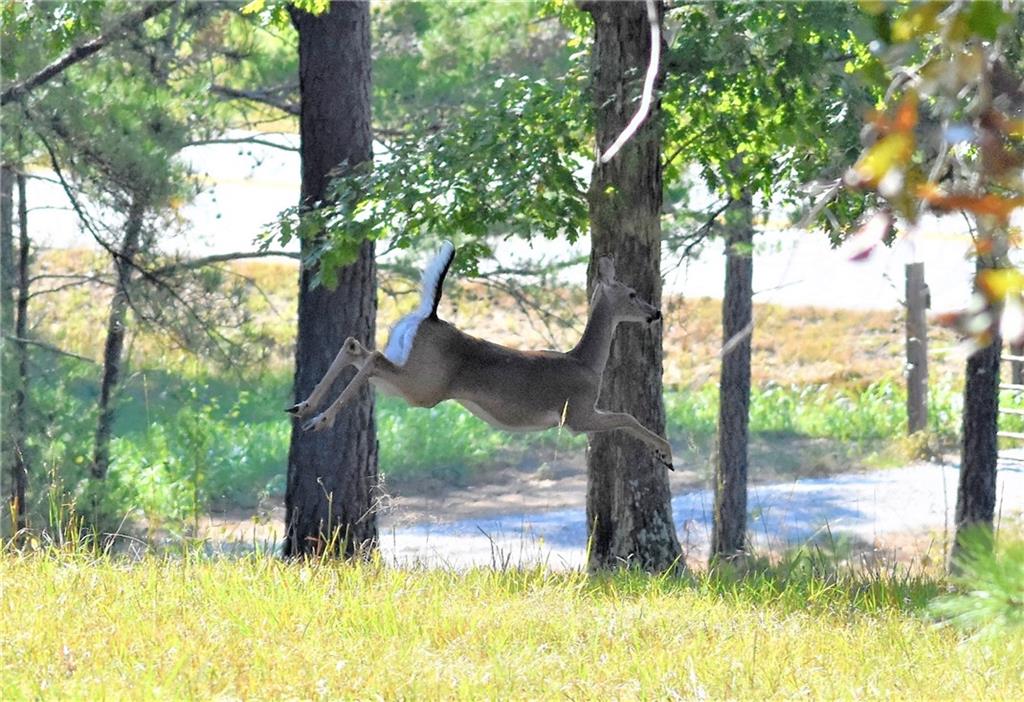 4443 Fosters Mill Road SW