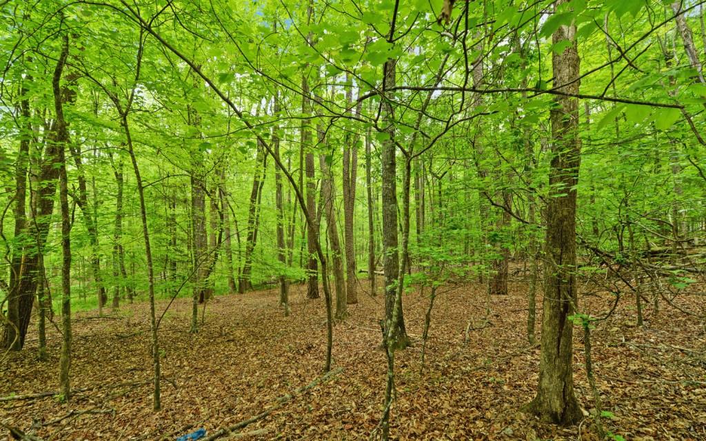 Honey Tree Terrace, Dahlonega, Georgia image 10
