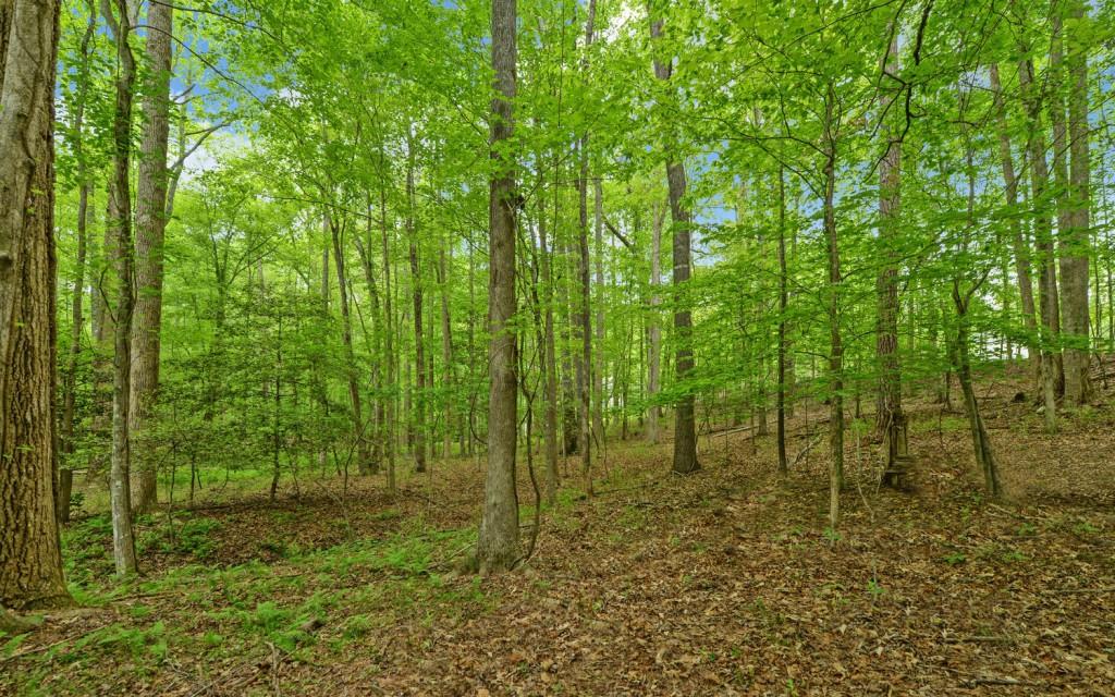 Honey Tree Terrace, Dahlonega, Georgia image 18