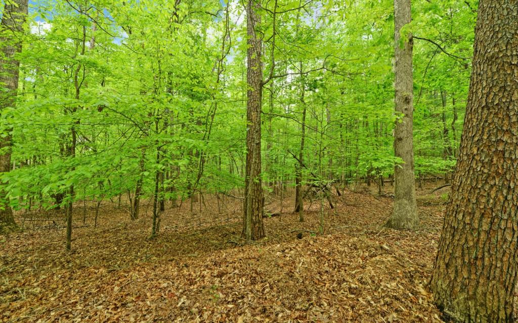 Honey Tree Terrace, Dahlonega, Georgia image 9