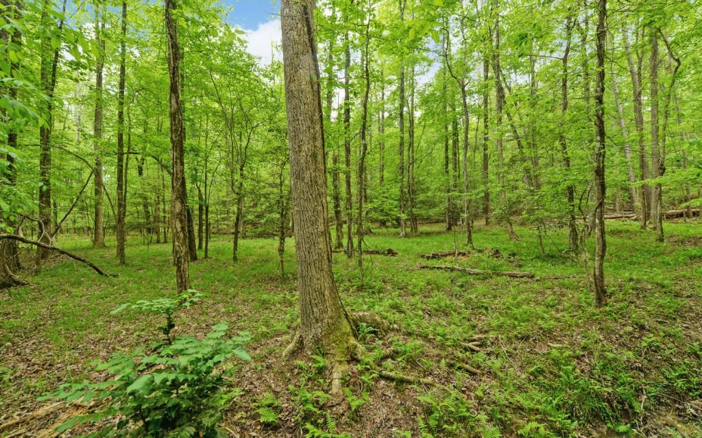 Honey Tree Terrace, Dahlonega, Georgia image 23