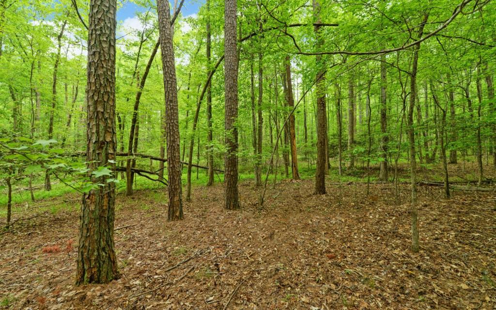 Honey Tree Terrace, Dahlonega, Georgia image 17