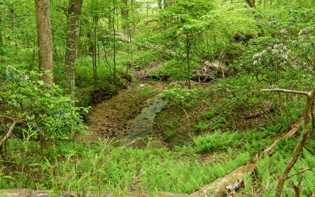 Honey Tree Terrace, Dahlonega, Georgia image 15