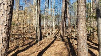 Honey Tree Terrace, Dahlonega, Georgia image 35
