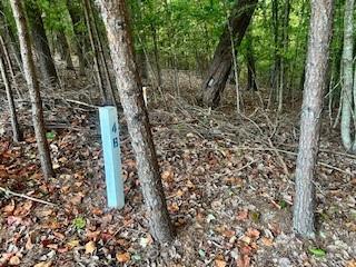 LOT 48 Green Meadows, Dahlonega, Georgia image 6