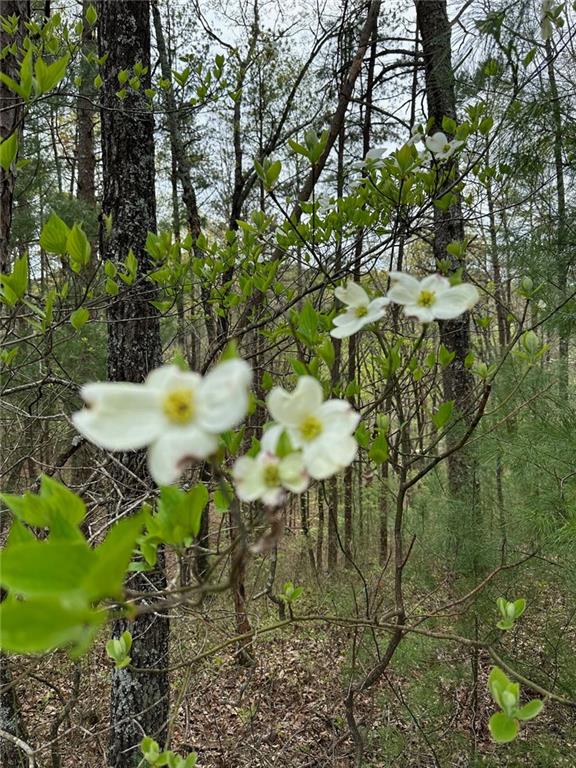 Flowery Branch Lot 20 Road, Kingston, Georgia image 4