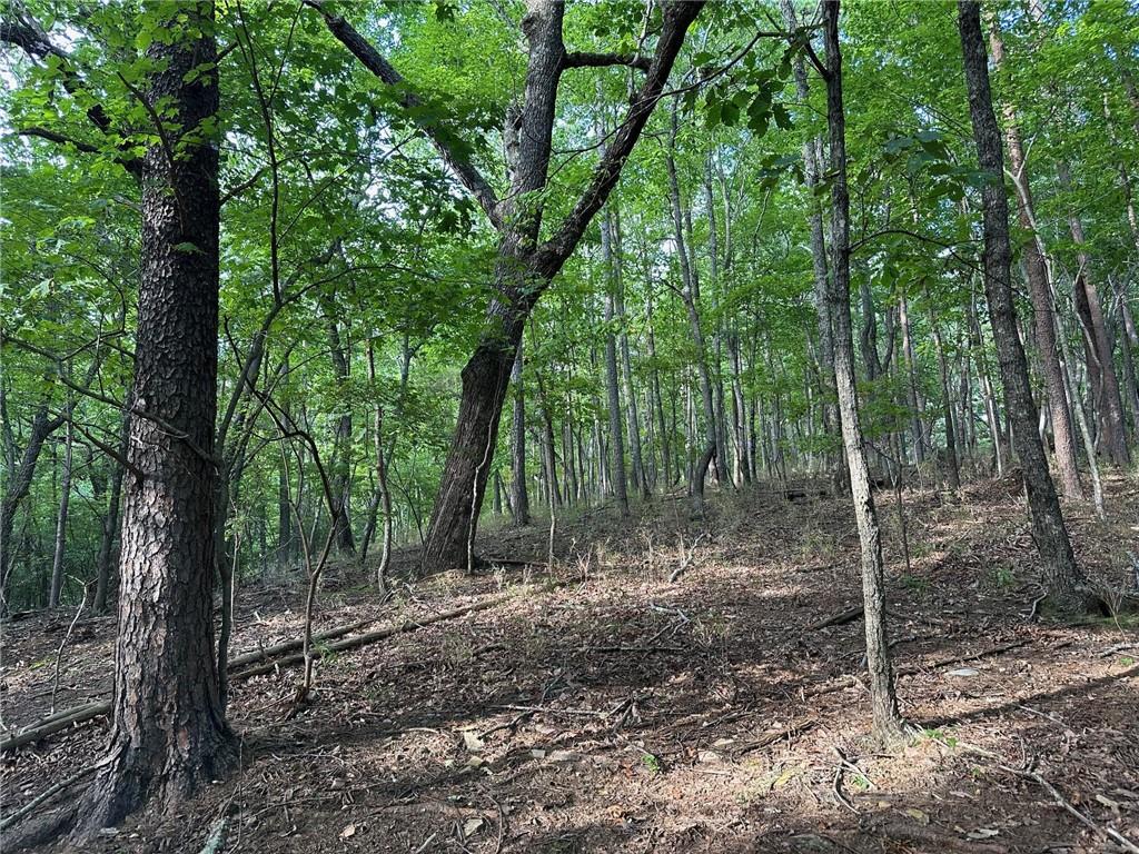 LT1321 Coachwhip Trail