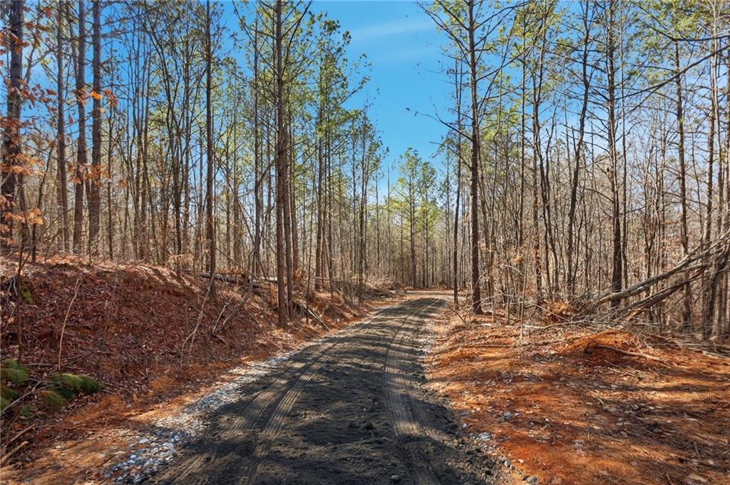 5.785 Acres on Orlando Path