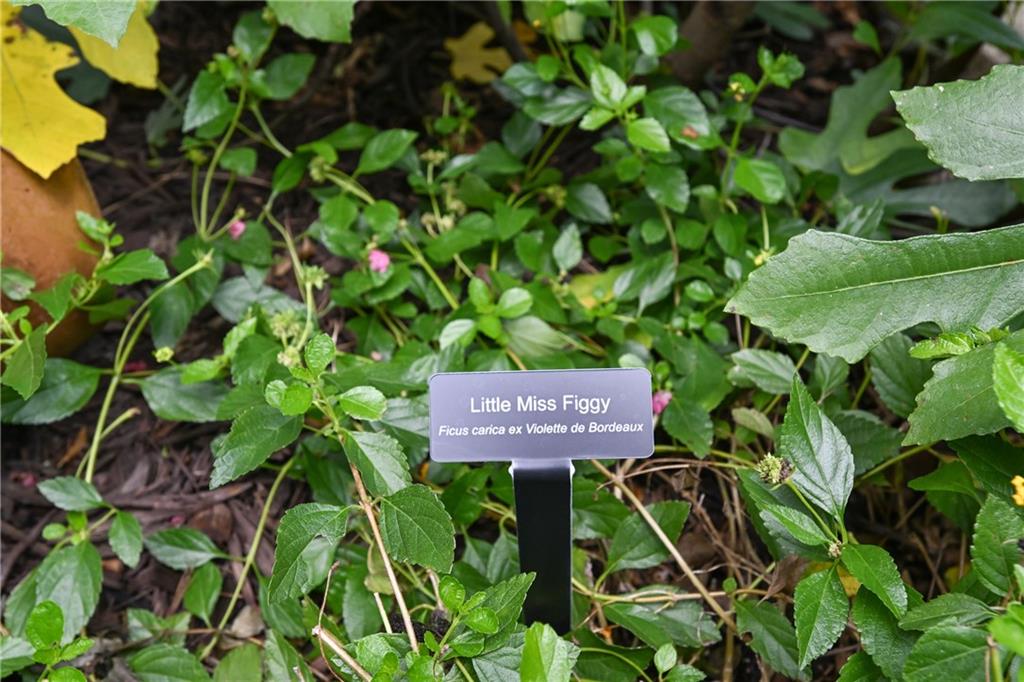 Peachtree Hills - Residential