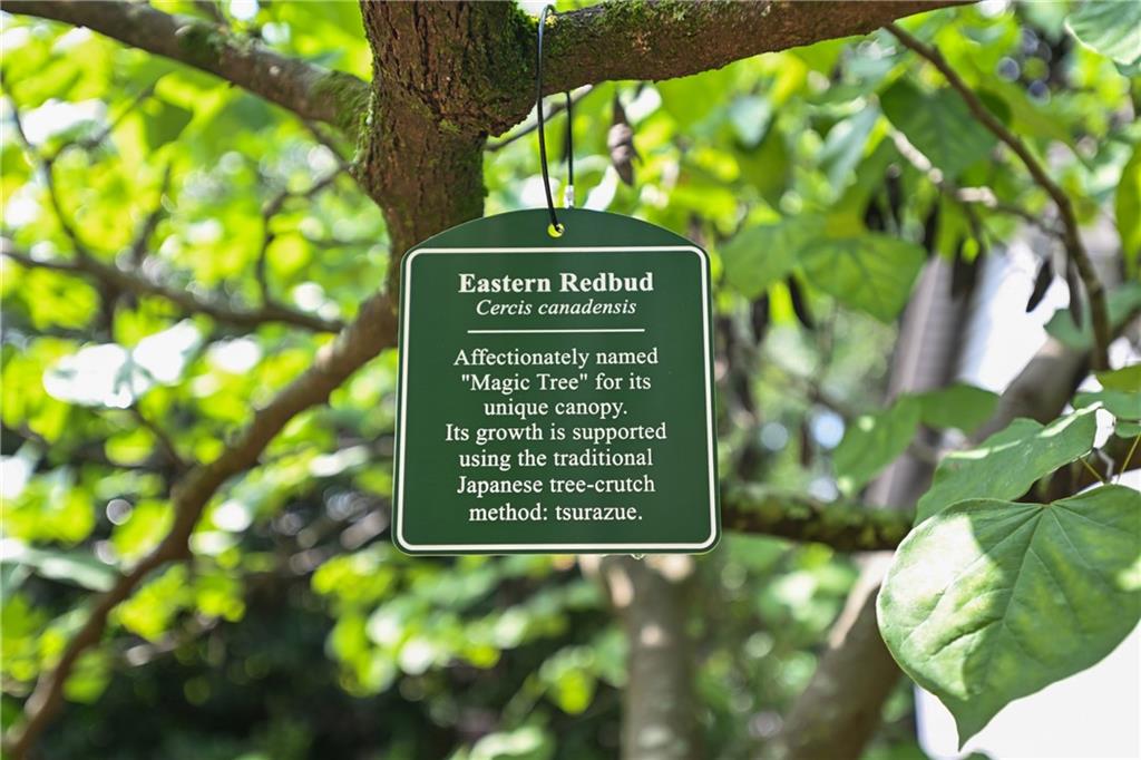 Peachtree Hills - Residential