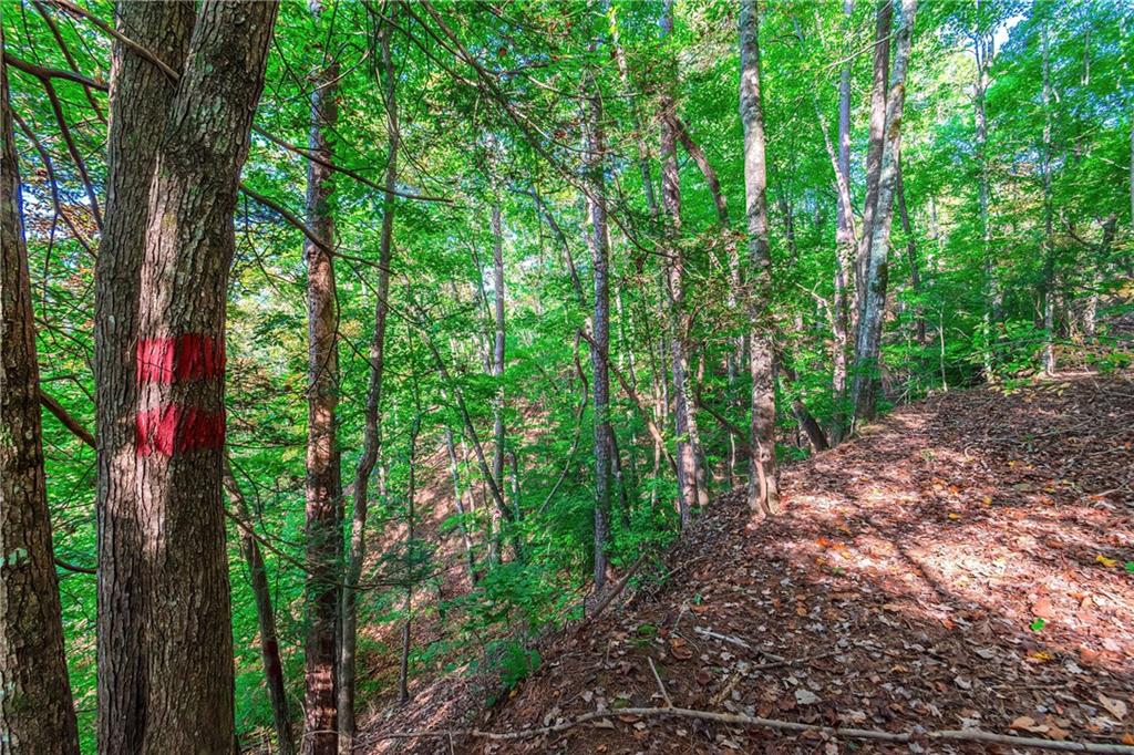 LOT 50 Jakes Landing Way, Ellijay, Georgia image 31