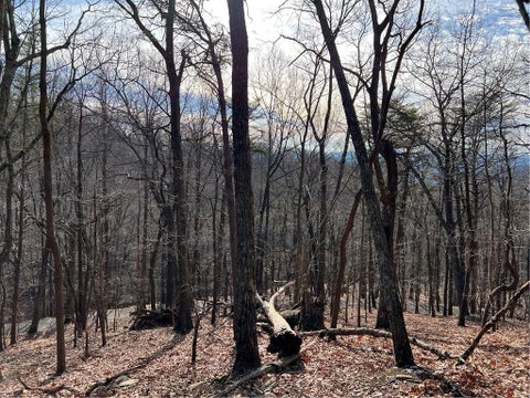 Vacant Land For Sale - 4528 Sassafras Mountain Trail<br/> Jasper, GA 30143