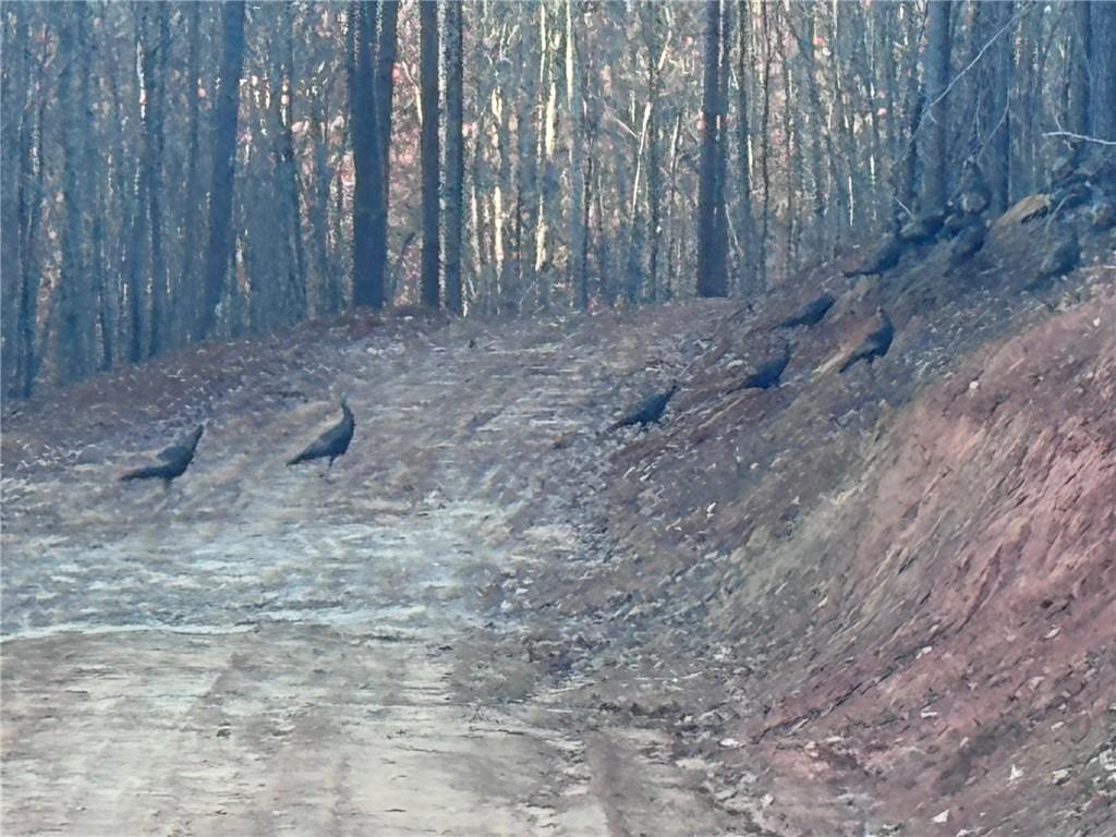 0 Lone Bear Path