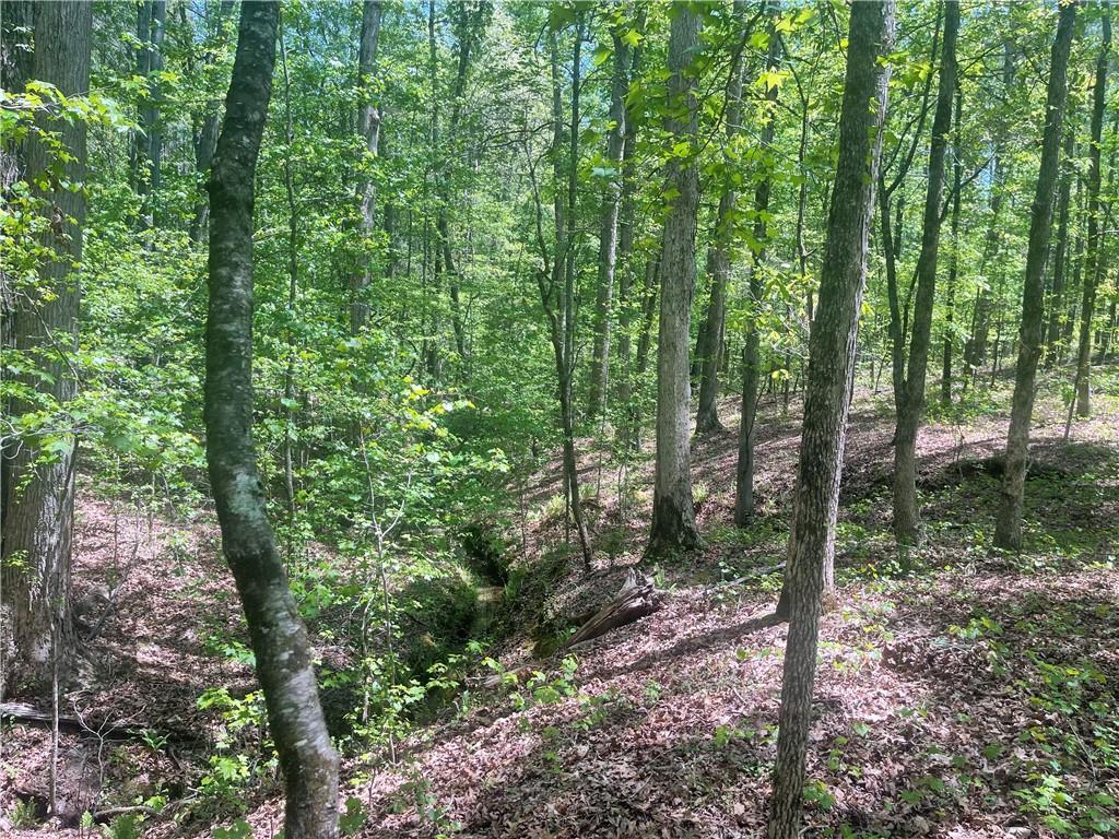 Weaver Jones Tract 10b, Rutledge, Georgia image 5