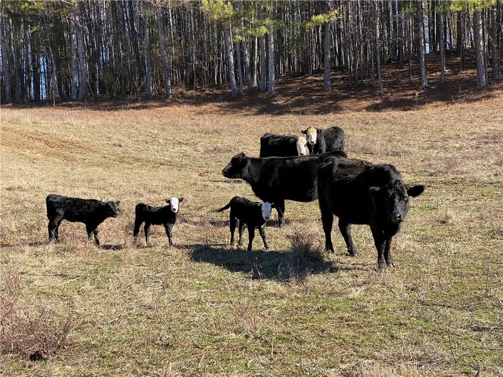 Jasper, Georgia 30143, United States, ,Land,Active,11561