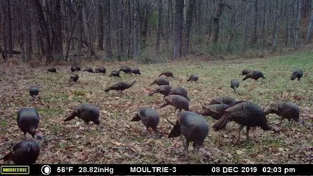 Jasper, Georgia 30143, United States, ,Land,Active,11561