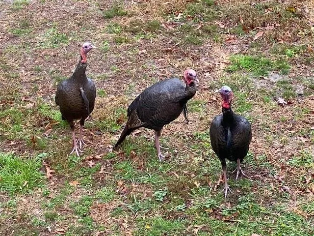 Jasper, Georgia 30143, United States, ,Land,Active,11561