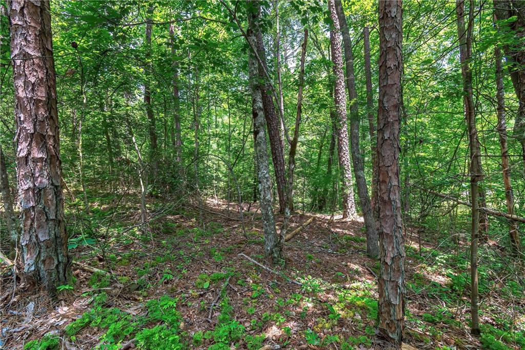 3.35AC Pine Lane, Mineral Bluff, Georgia image 12