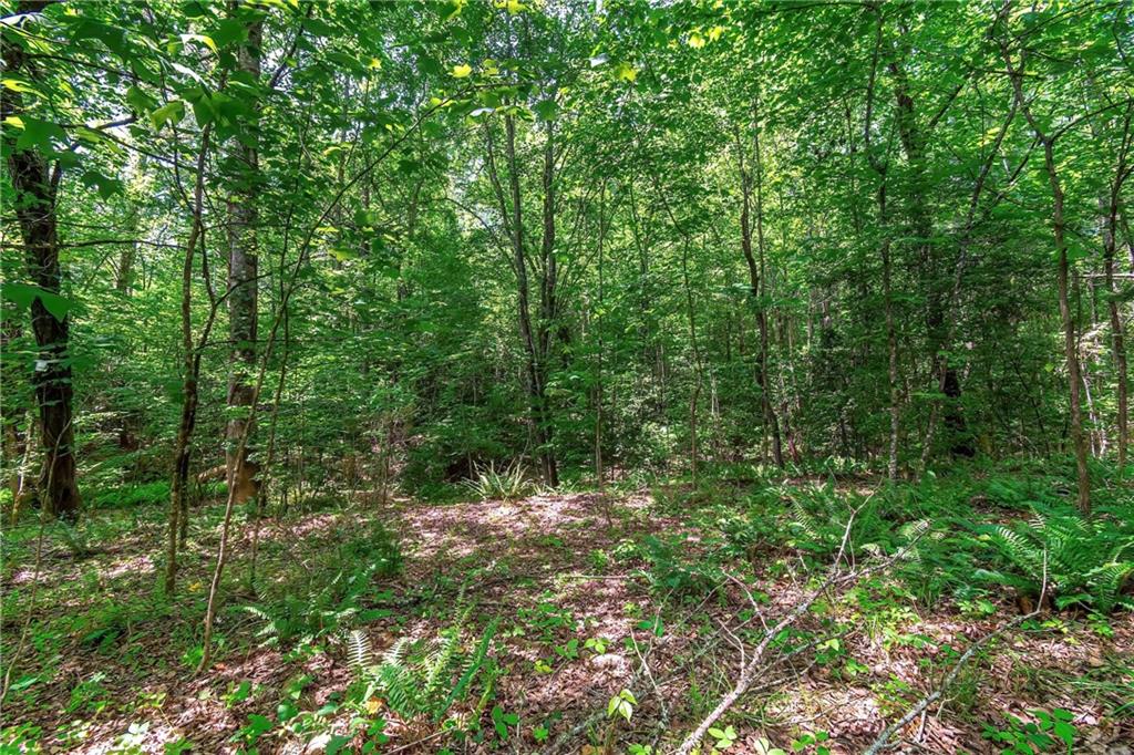 3.35AC Pine Lane, Mineral Bluff, Georgia image 16