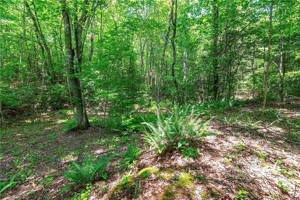 3.35AC Pine Lane, Mineral Bluff, Georgia image 10