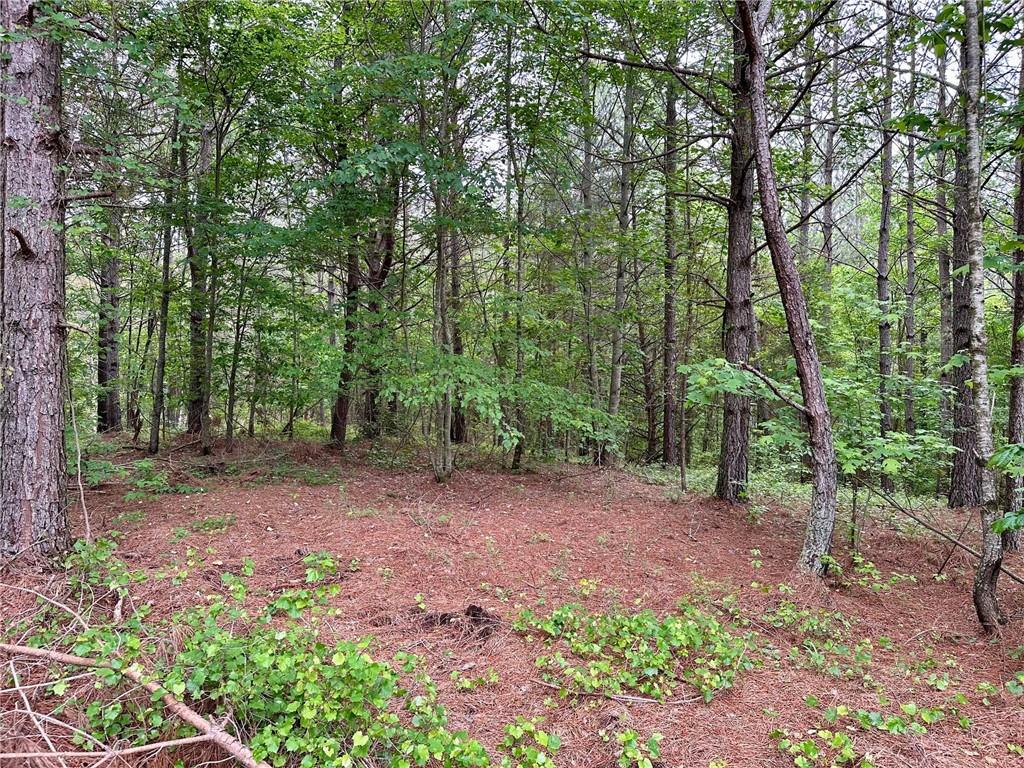 5.3-/+ Patriot, Dahlonega, Georgia image 7