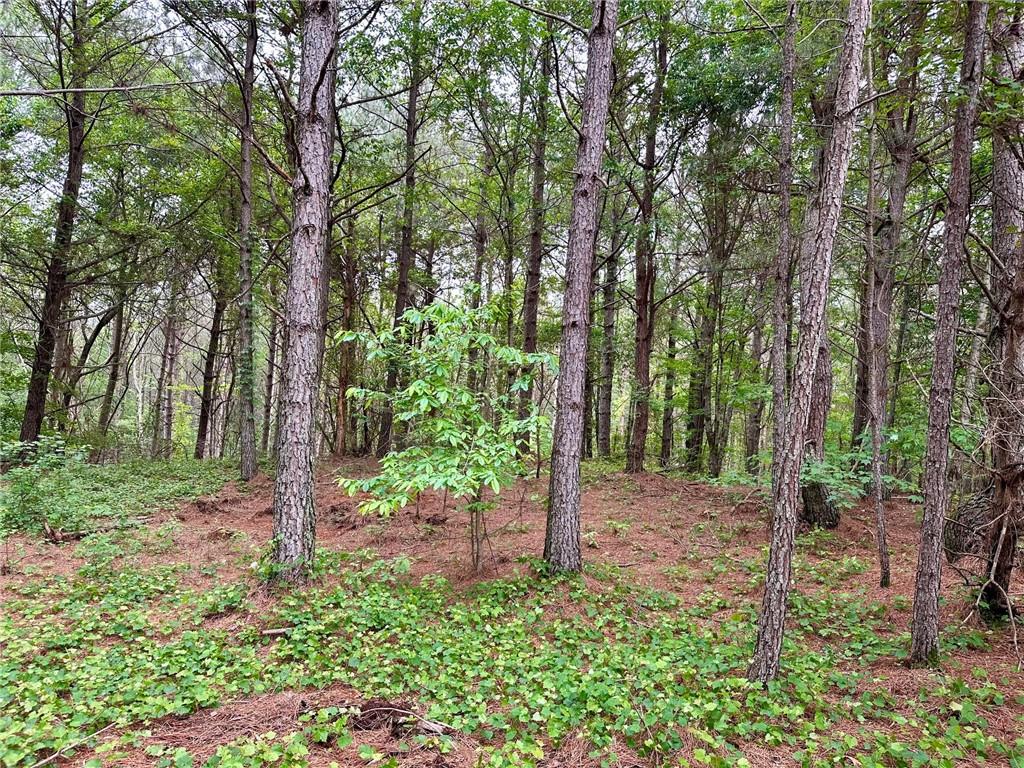 5.3-/+ Patriot, Dahlonega, Georgia image 11