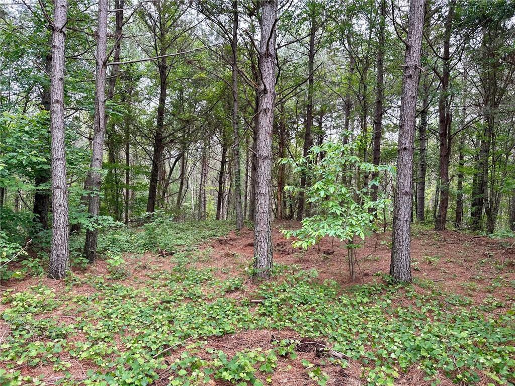 5.3-/+ Patriot, Dahlonega, Georgia image 10