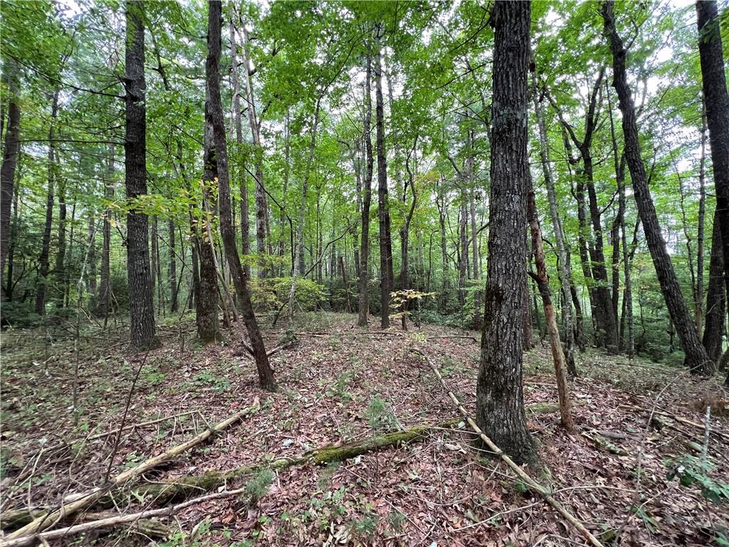 00000 Whitecliff Drive, Ellijay, Georgia image 9