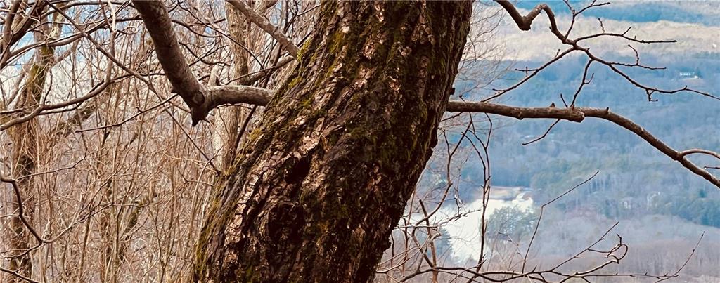 280 Big Stump Mountain Trail