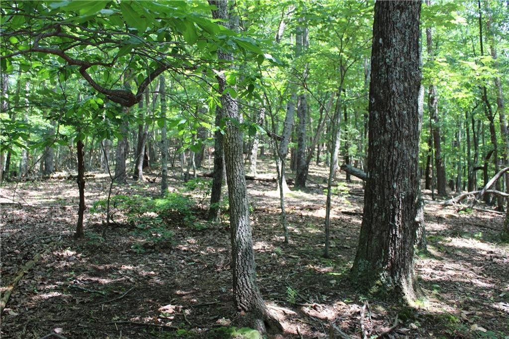 Denny Ridge Road, Jasper, Georgia image 5