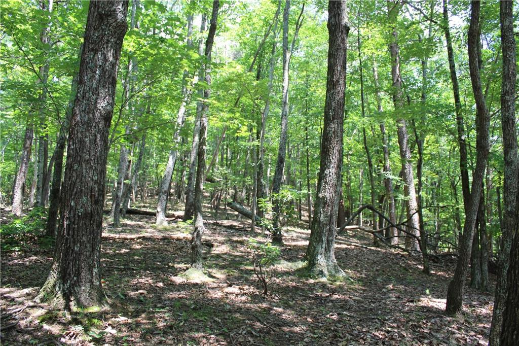 Denny Ridge Road, Jasper, Georgia image 6