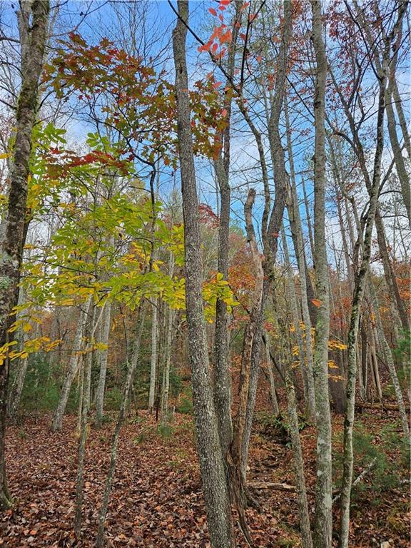 The Hills Lane, Blairsville, Georgia image 19