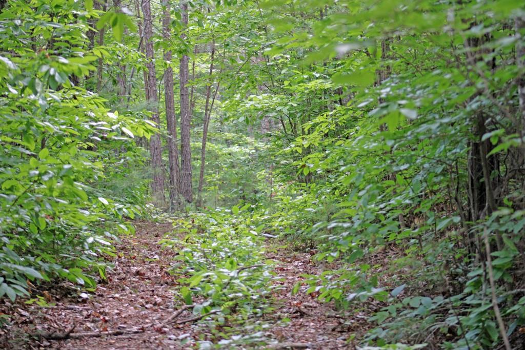 80 AC Shangri La Drive, Mineral Bluff, Georgia image 34