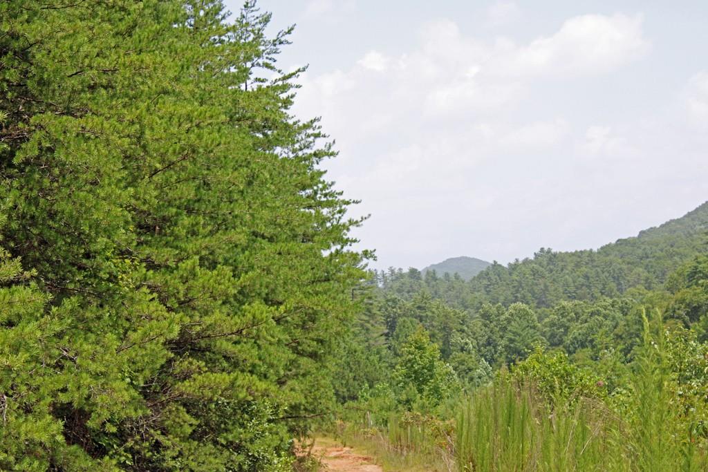 80 AC Shangri La Drive, Mineral Bluff, Georgia image 17