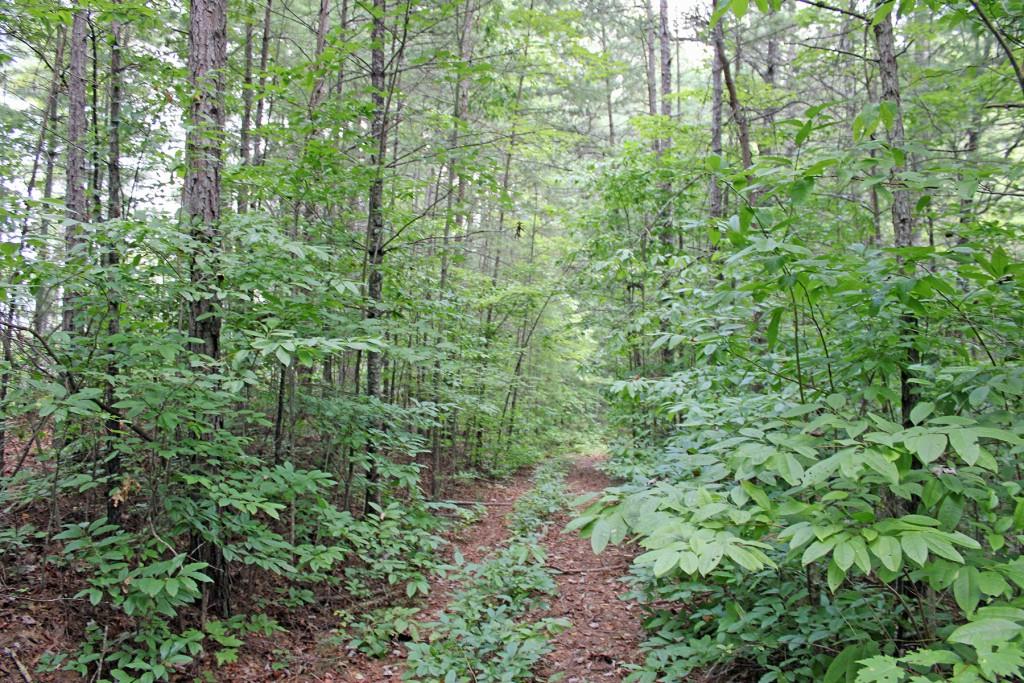 80 AC Shangri La Drive, Mineral Bluff, Georgia image 31