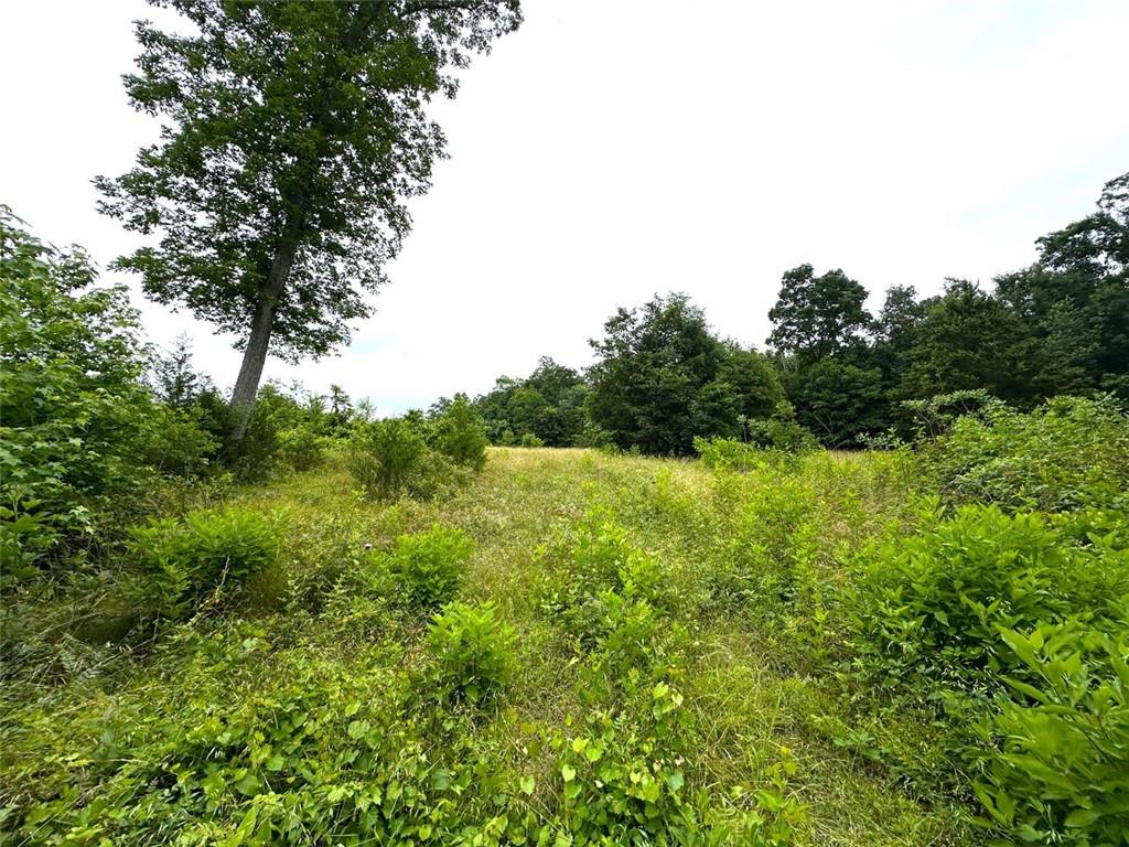 Quill Road, Bowman, Georgia image 7