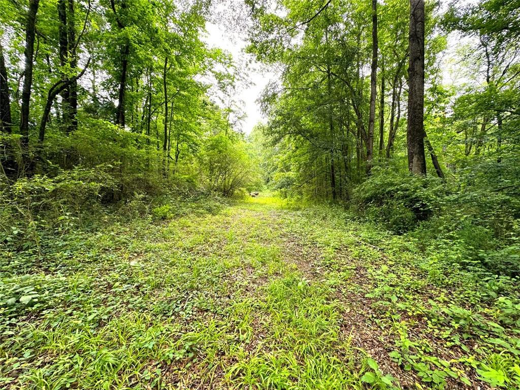 Quill Road, Bowman, Georgia image 9