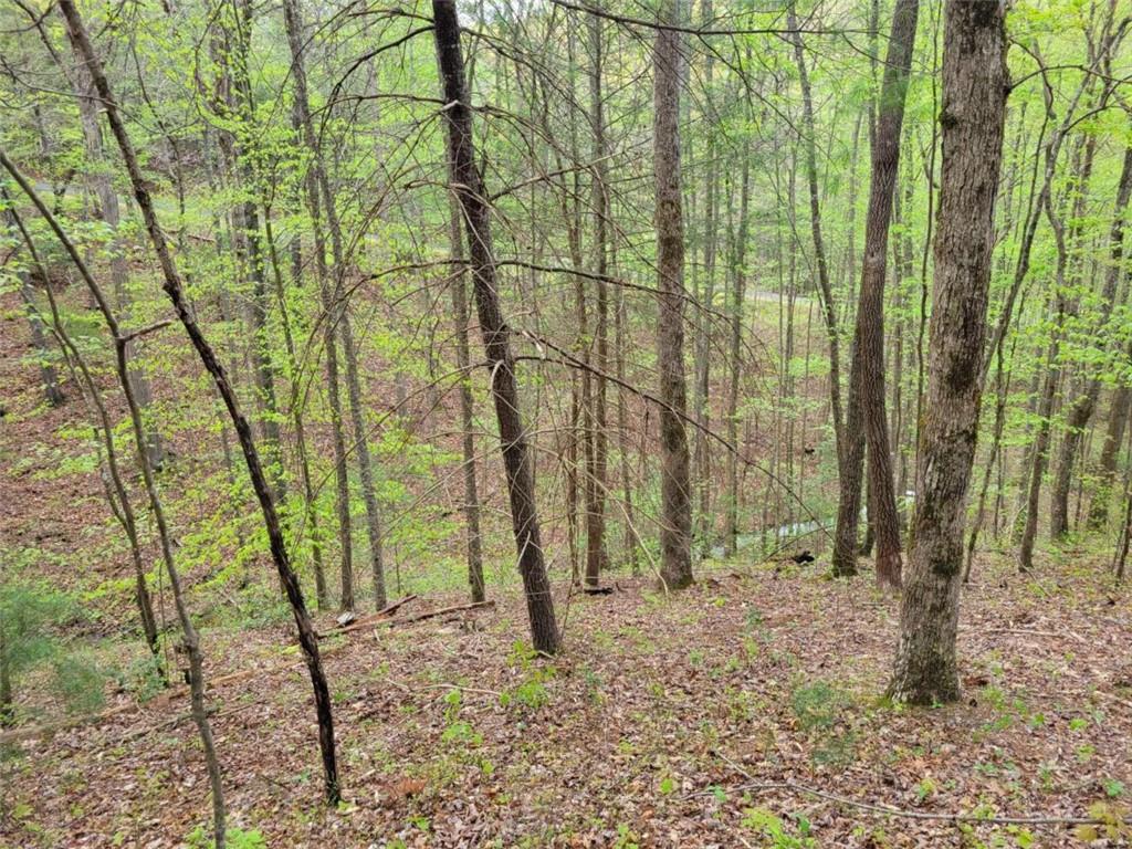 LOT27 Oak Ridge, Ellijay, Georgia image 11