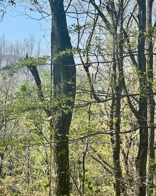 450 Wild Turkey Bluff, Jasper, Georgia image 6
