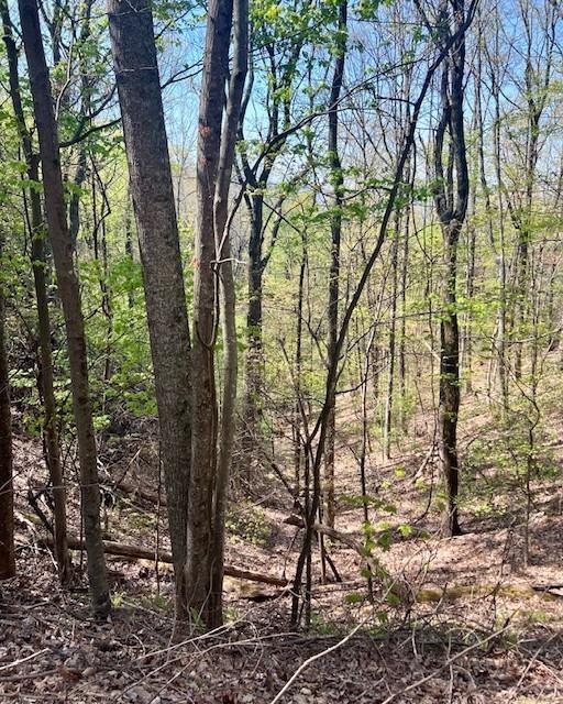 450 Wild Turkey Bluff, Jasper, Georgia image 4