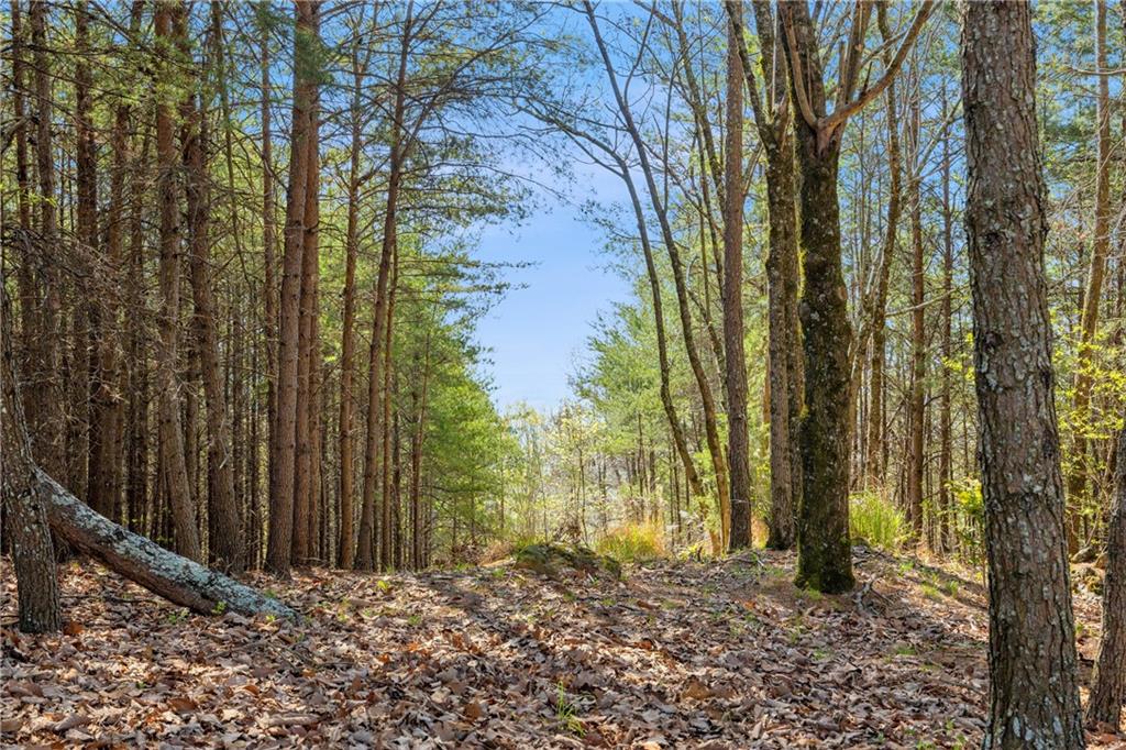Eagle Ridge Trail, Cleveland, Georgia image 9