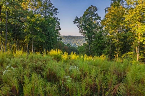 Vacant Land For Sale - LT 290 Anglers Ridge Road<br/> Talking Rock, GA 30175