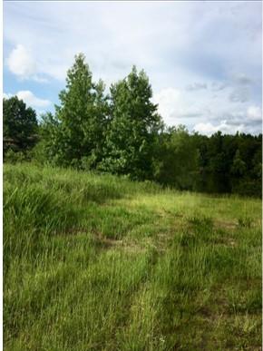 Starr Hinson Road, Thomson, Georgia image 4