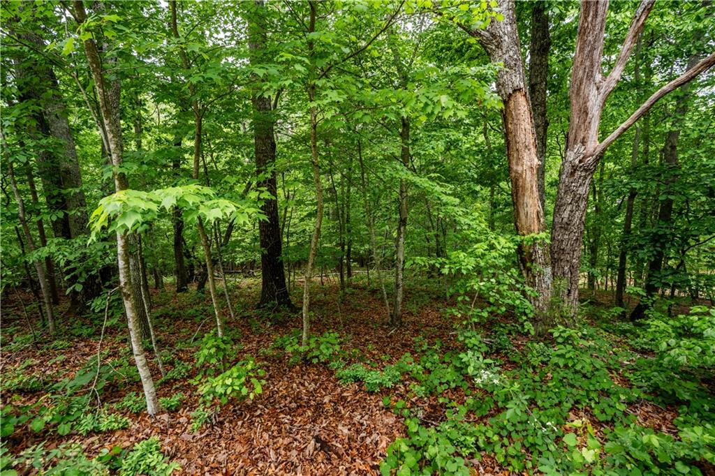 3843 Skyline Drive, Gainesville, Georgia image 1