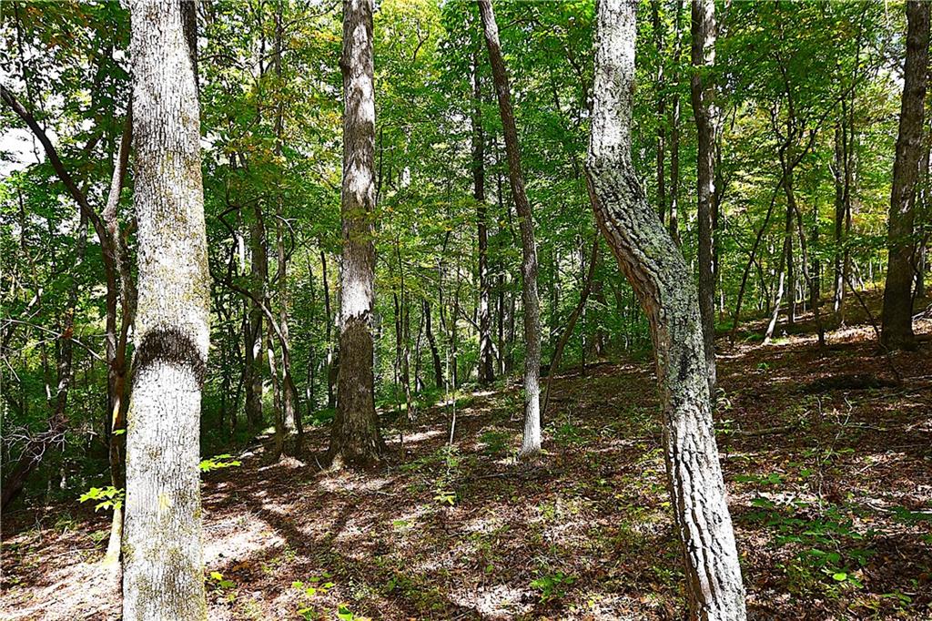 00001 Poplar Springs Road, Buchanan, Georgia image 27