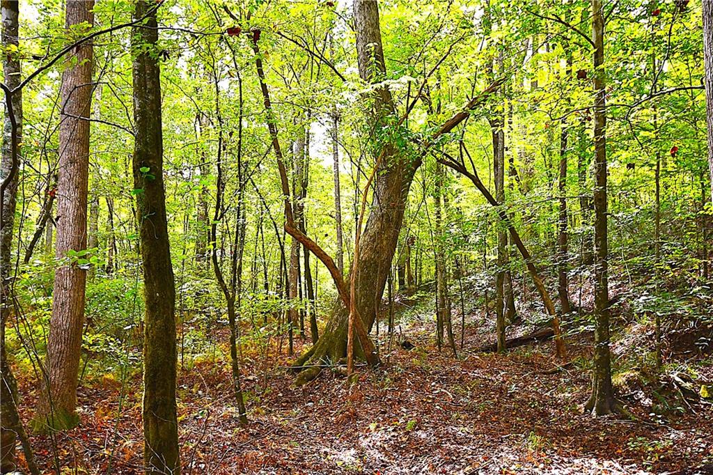 00001 Poplar Springs Road, Buchanan, Georgia image 23