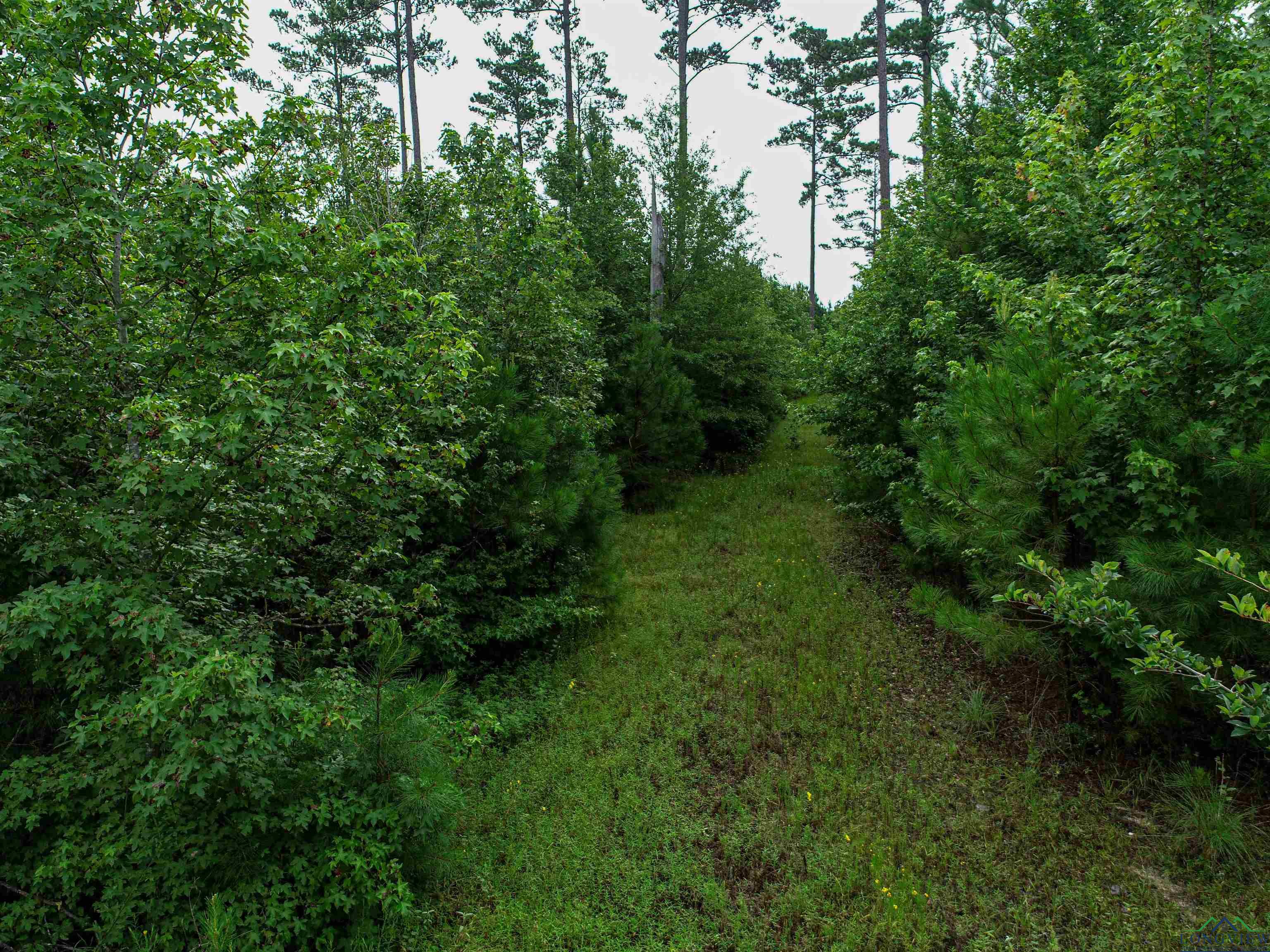 TBD Liberty Rd Tract 1, Jefferson, Texas image 7